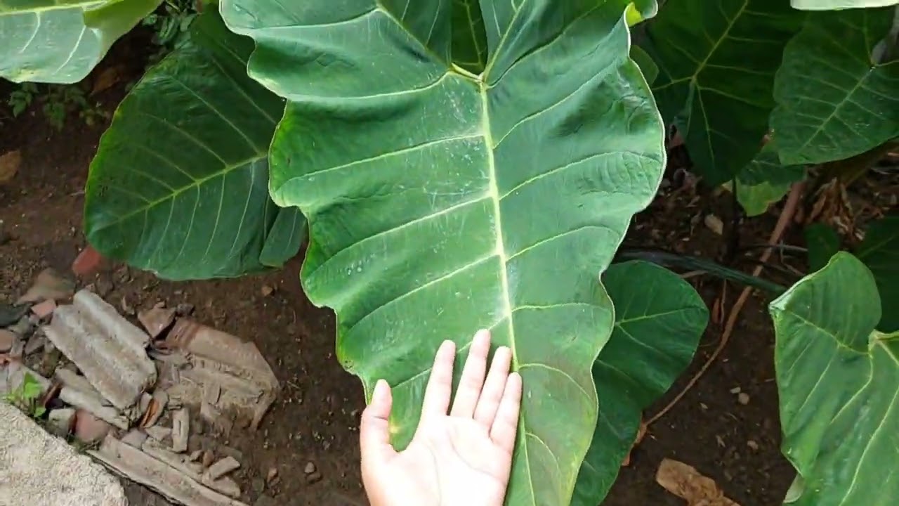 HOW THIS GARDEN GROWS EVERY FRUIT IN GHANA
