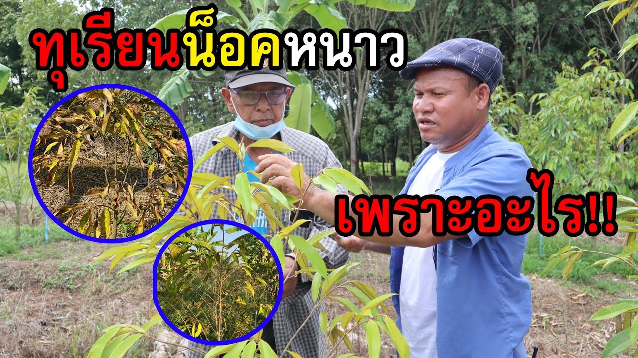 ทุเรียนน็อคหนาวเพราะอะไร