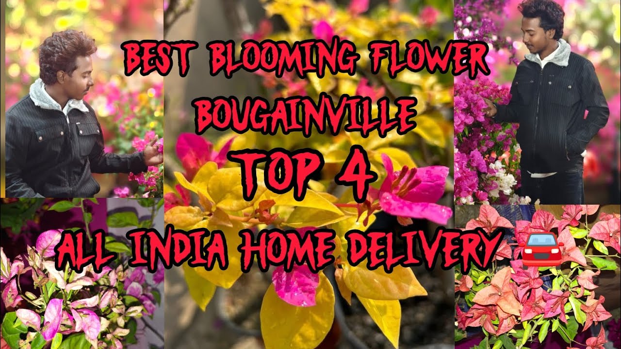 Best deal 🤝 Best popular and blooming flower Bougainville top 4 All india home delivery available 🚘.