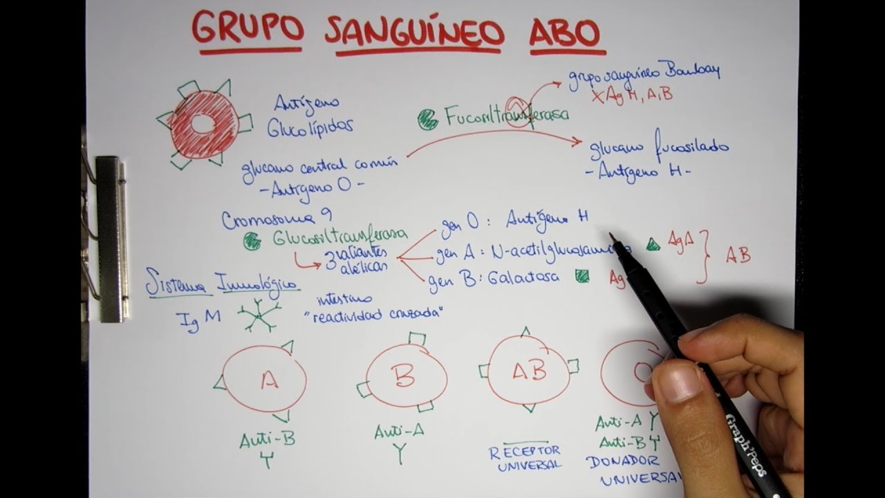 Grupo Sanguíneo ABO: O, A, B y AB - Transfusiones