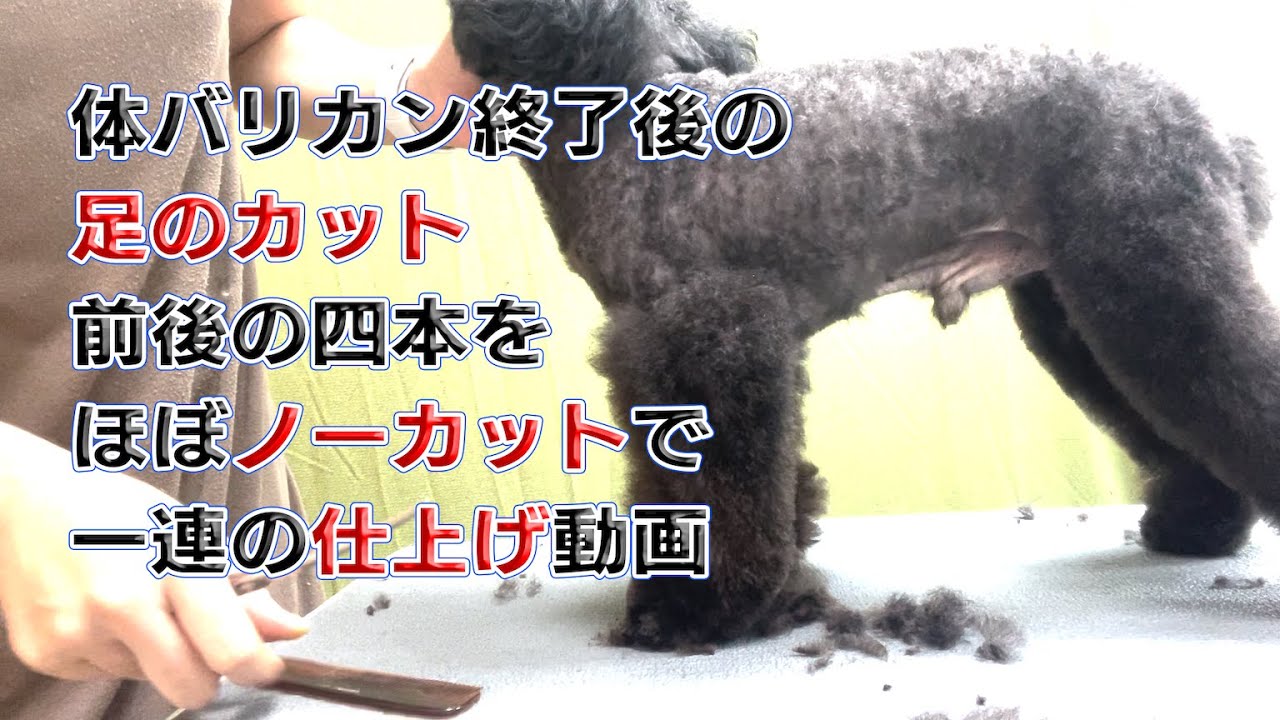 #126【プードル足のカット】ほぼノーカットで前後四本