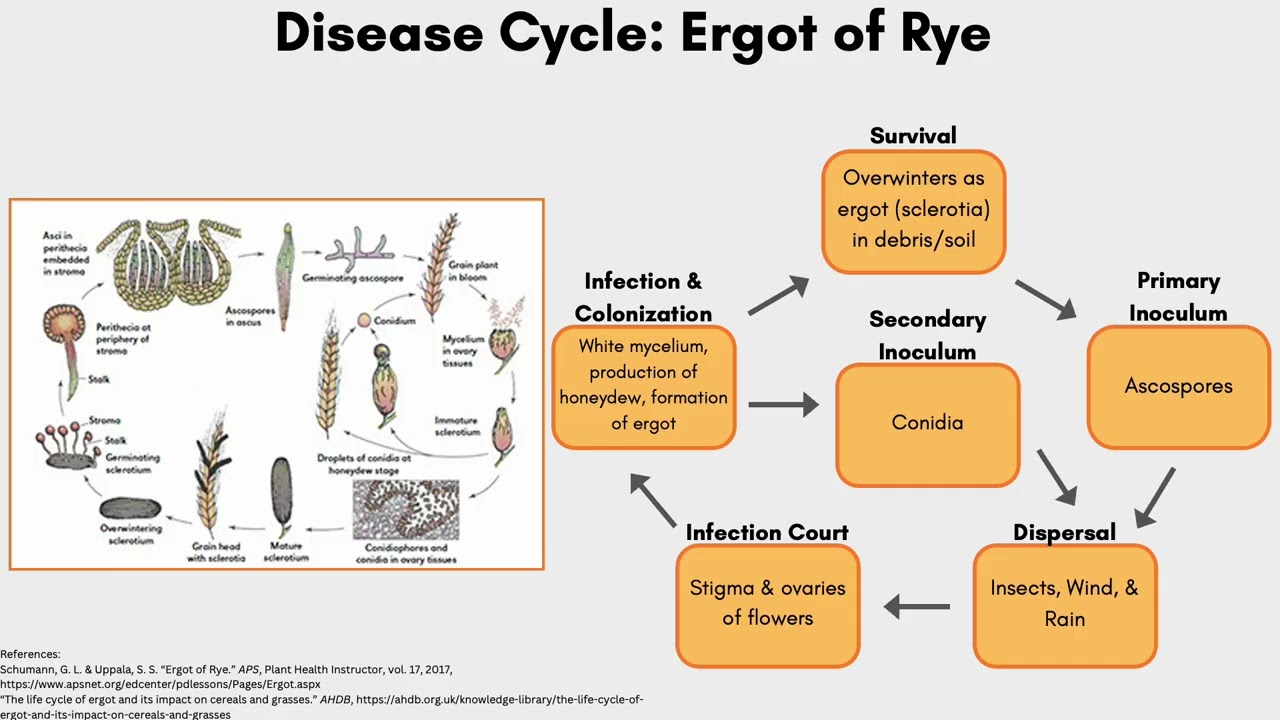Disease Cycle Assignment #4: Ergot of Rye