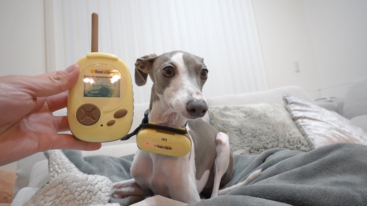 犬の気持ちが分かる翻訳機でチャイムが鳴ると吠える愛犬が何を言っているのか確認してみた結果www