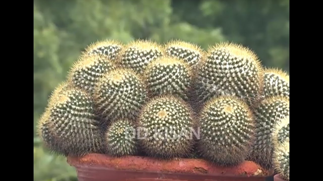 Mammillaria cactus special