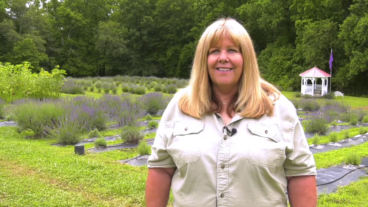 One Georgia Couple Takes a Chance on Growing Lavender