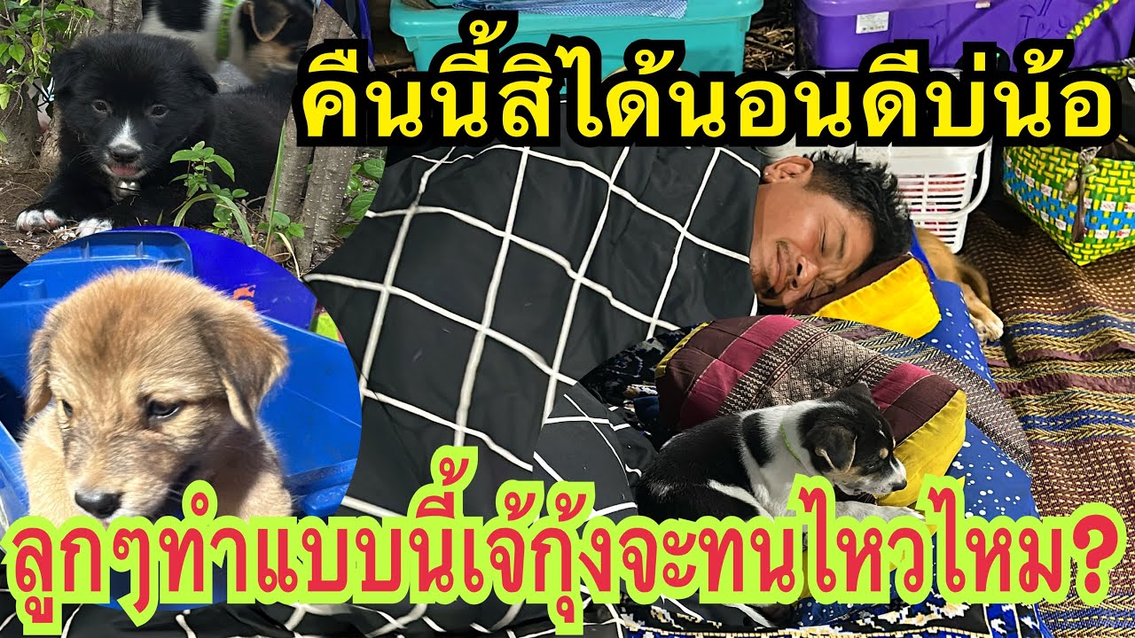 แบบนี้เจ้กุ้งจะทนไหวไหม? #ลูกๆของอิหล่า #อุ๋งอิ๋งเพชรบ้านแพง