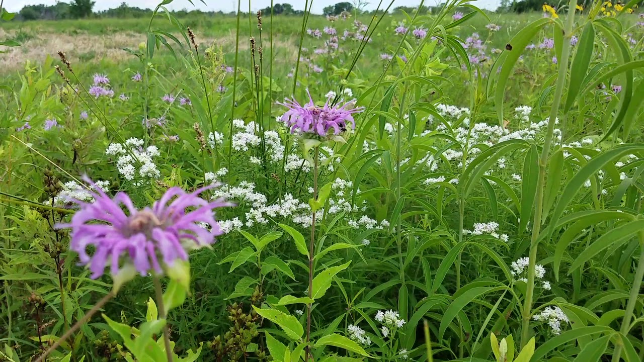 Monarda fistulosa (Wild Bergamot / Bee Balm) with hummingbird moth