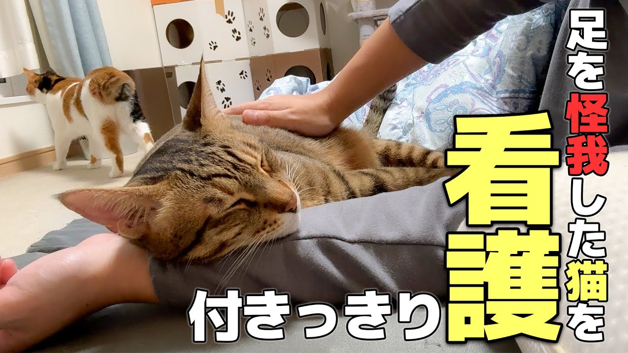 足を怪我して動けなくなった猫を24時間付っきりで看護してみた結果…