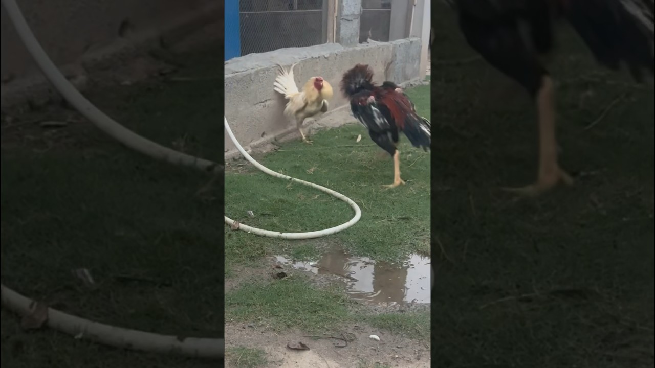 Parrot Beak vs White Heera #shorts #pets