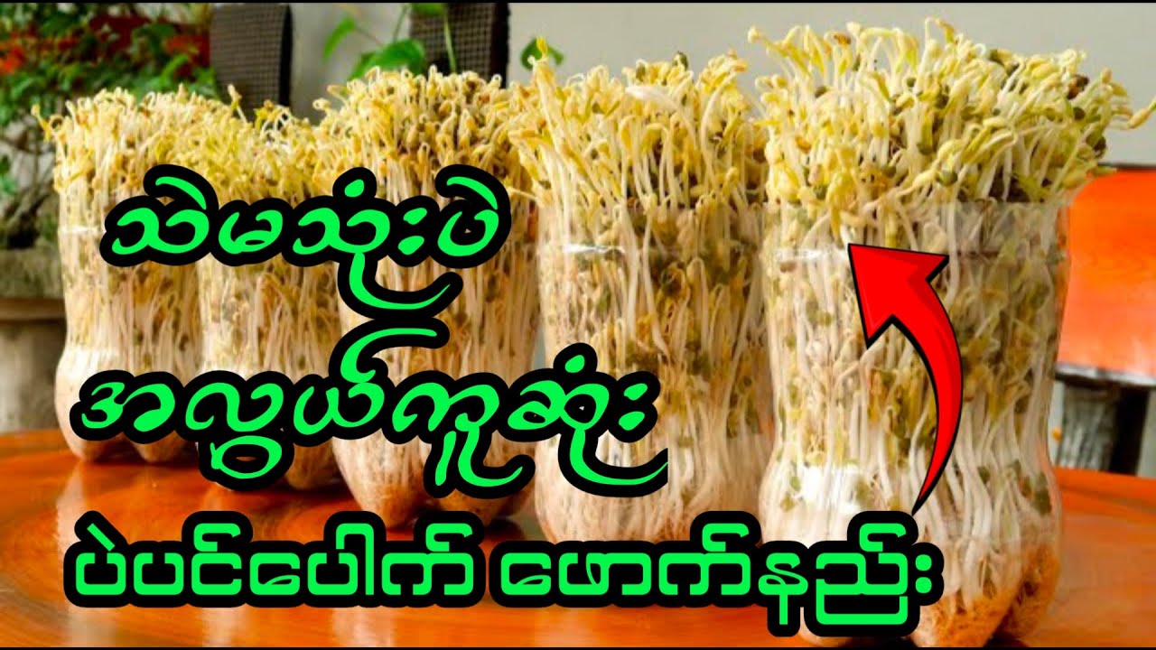သဲမသုံးပဲ အရမ်းလွယ်ကူတဲ့ပဲပင်ပေါက်ဖောက်နည်း