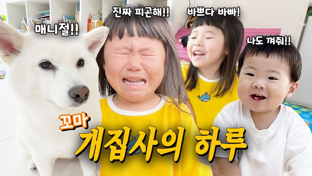 시바견 돌보는 3살 꼬마집사의 하루!!