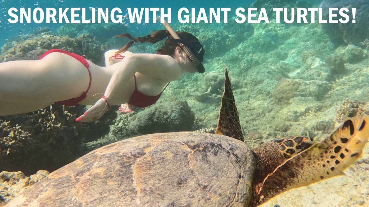 Snorkeling with Giant Sea Turtles!