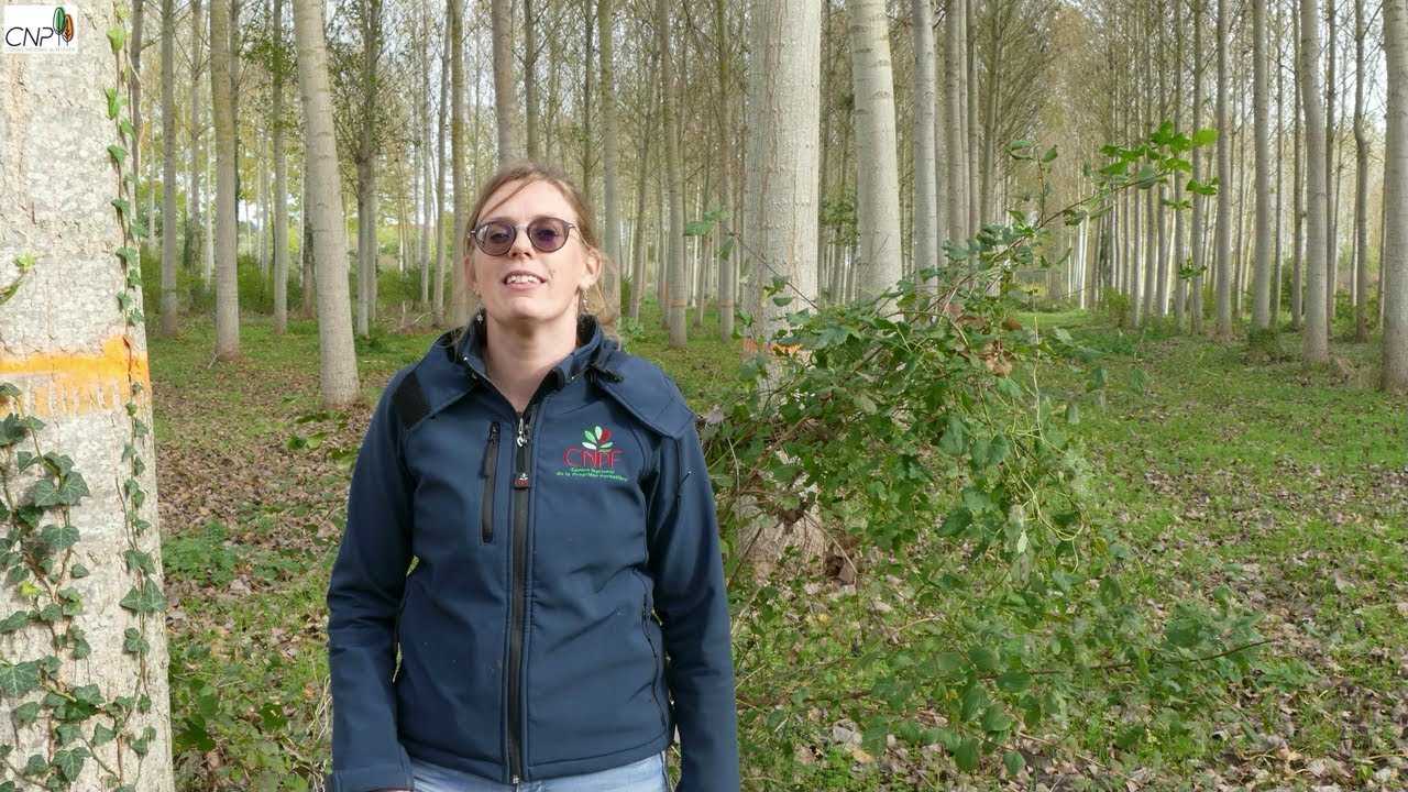 La mise en marché des bois de Peuplier