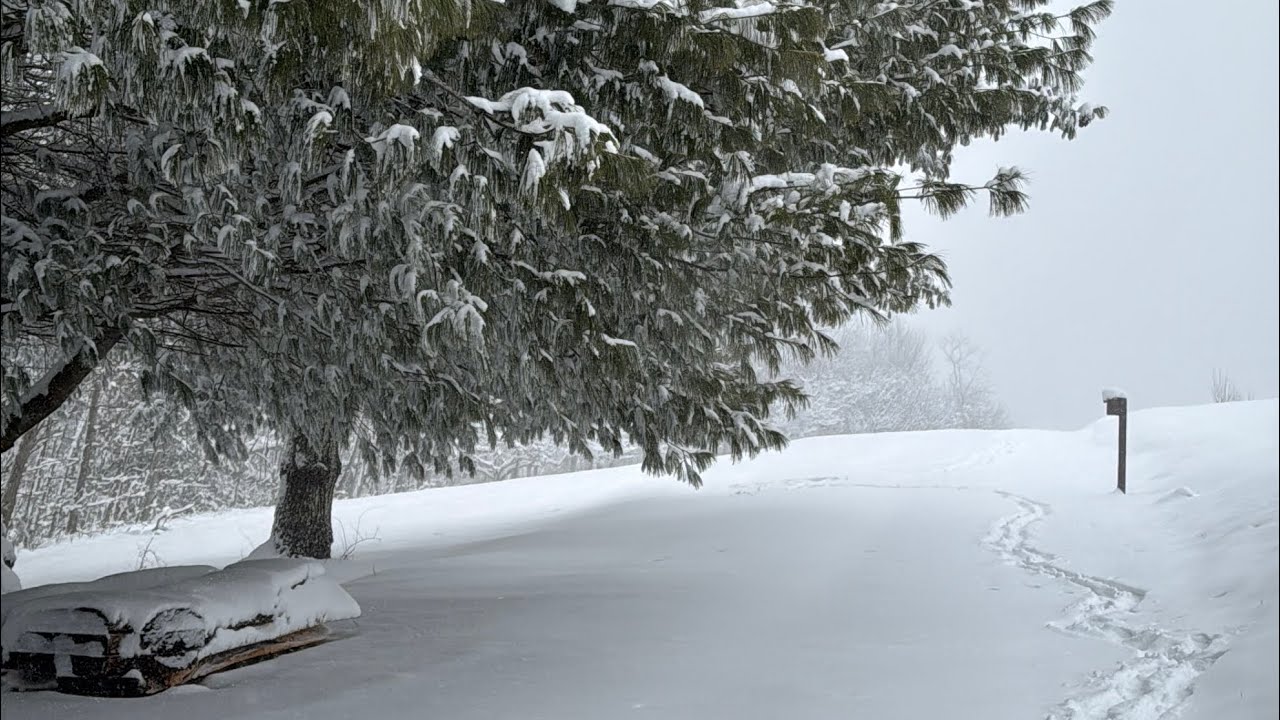 Wandering Through a Snowstorm ❄️ North Carolina Mountains | Calm Winter Ambience.