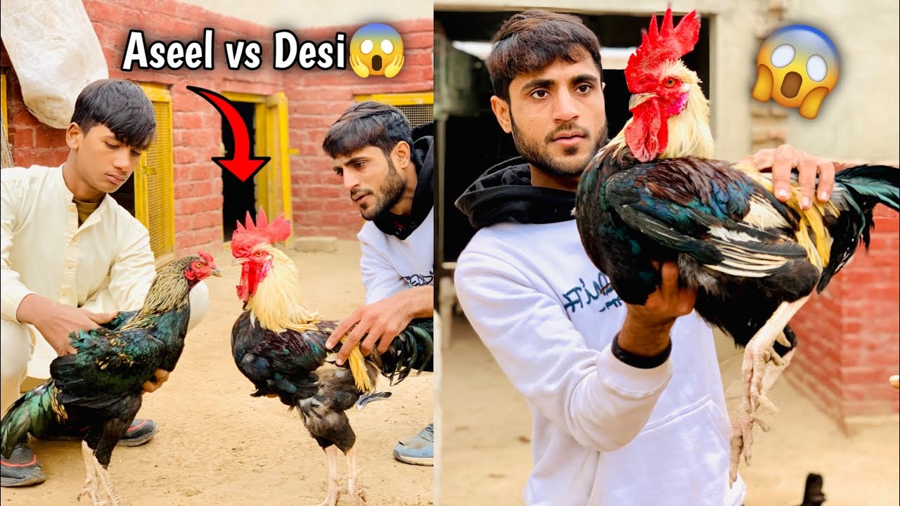 Aseel Murga vs Desi Murga Fight Ho Gai 😱 || Aseel Murga Fight Krwa Di || Aseel Murga Setup