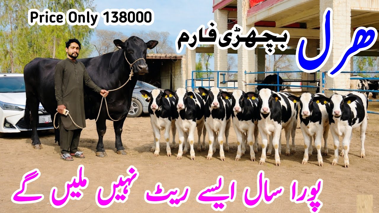 1️⃣ Imported HF Heifers for Sale 🔥 | Haral Bachri Farm | Premium Cow Babies in Punjab Pakistan
