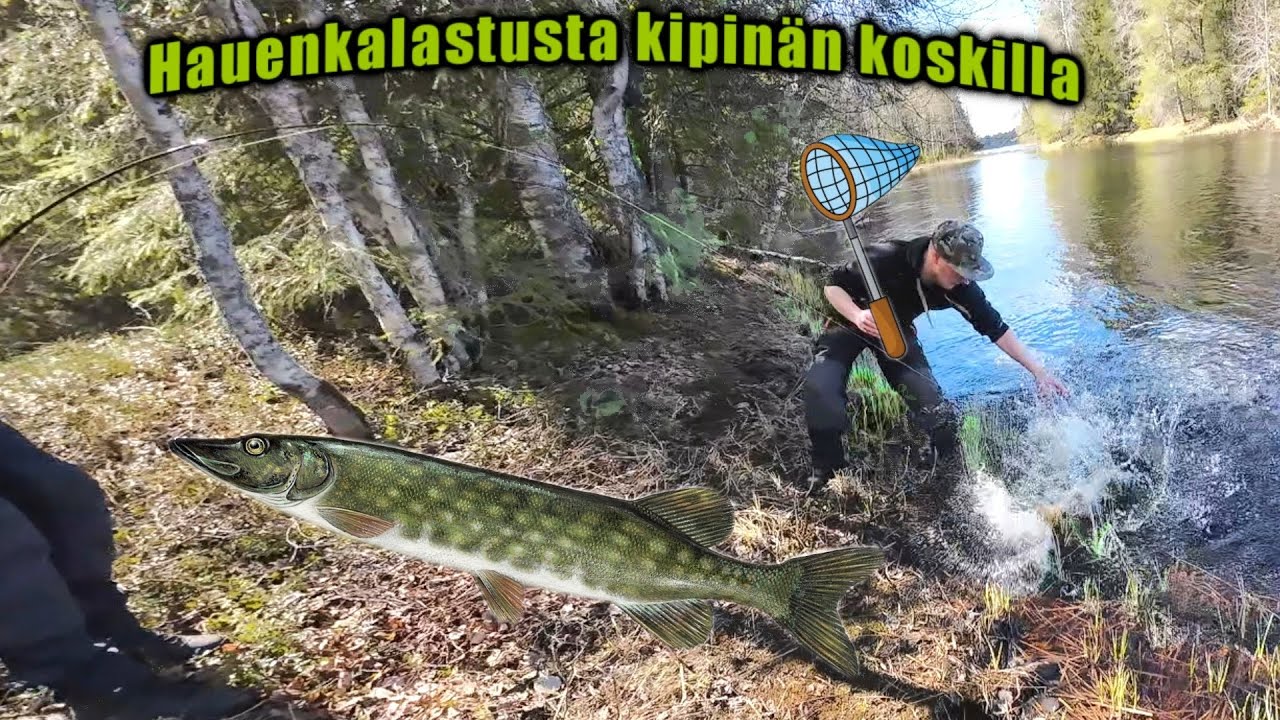 Haukiskabat Kipinässä