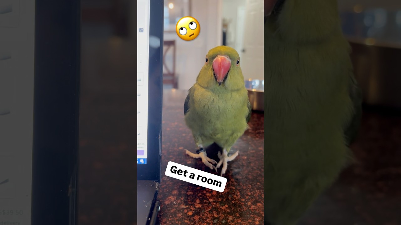 When the parents are being gross #couple #family #talkingbird #talkingparrot #funnyanimals #parrot