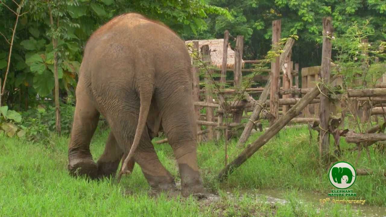 Elephant Nature Park  10 Year Anniversary