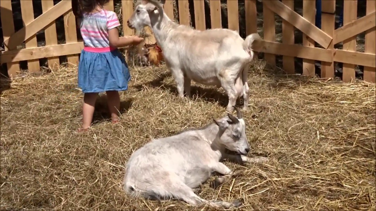 LA FERME ITINERANTE