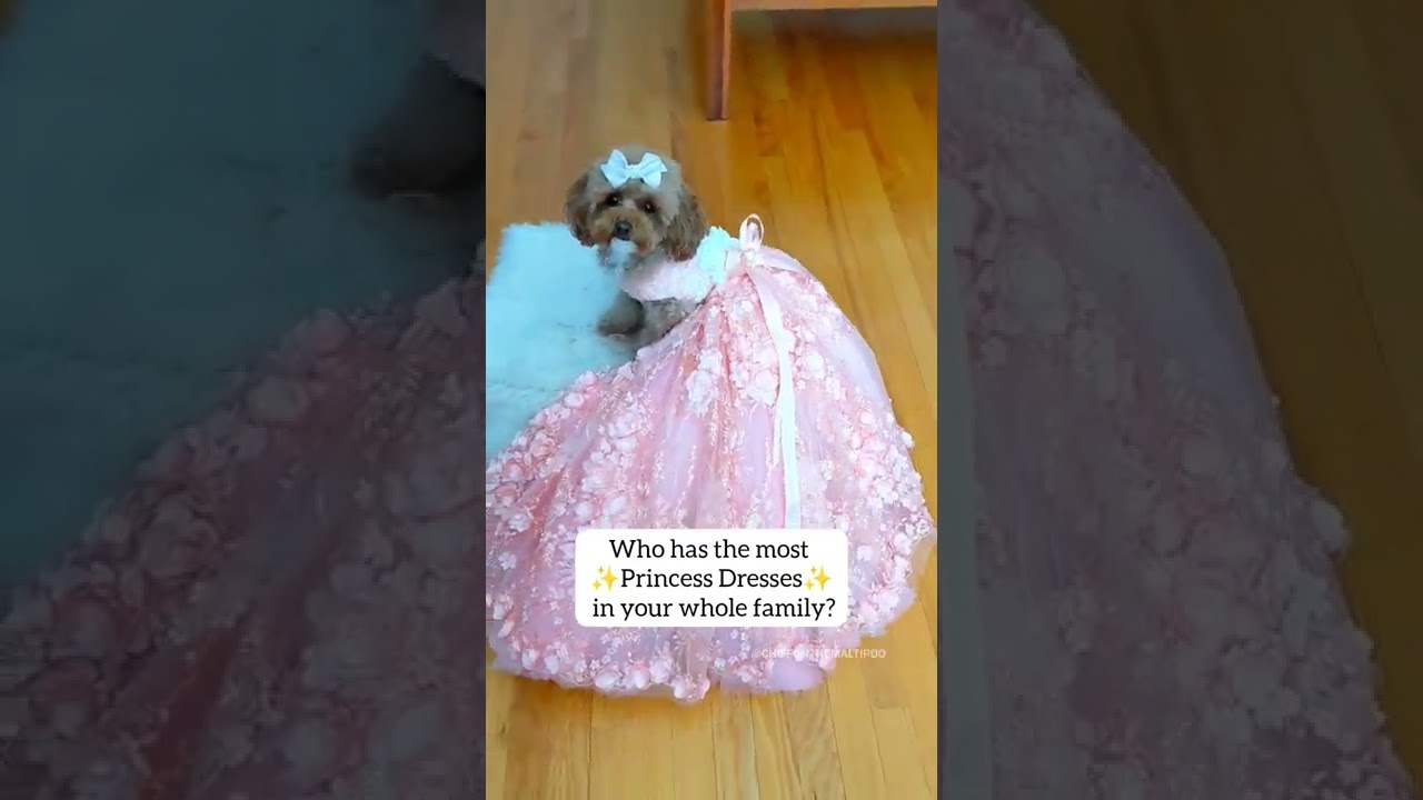 The family member with the MOST princess dresses 🐩👑 #shorts #dog