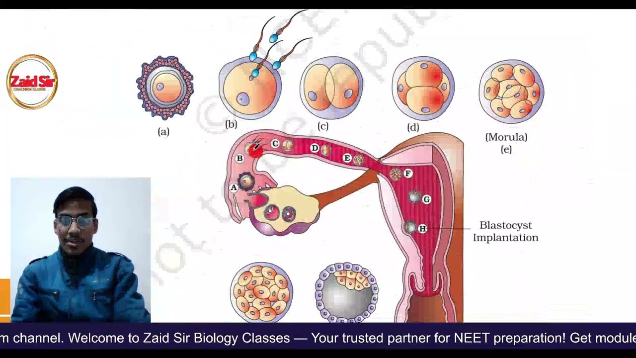 🌸 Human Reproduction L-5 | Fertilization and Implantation | NEET 2026
