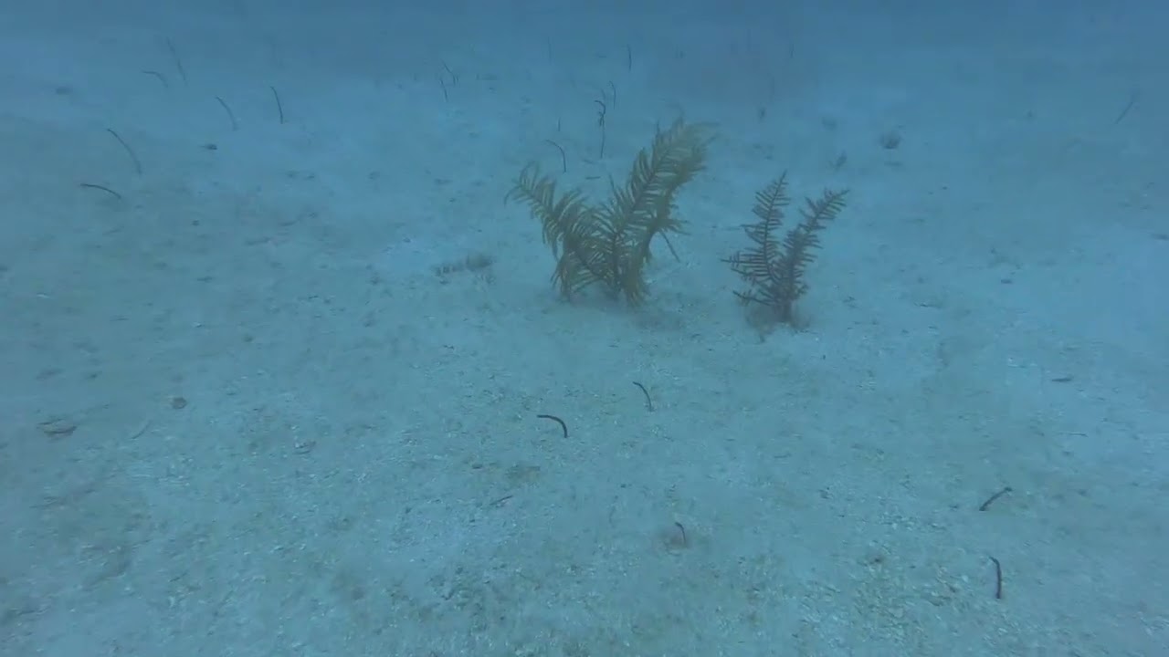 Garden Eels