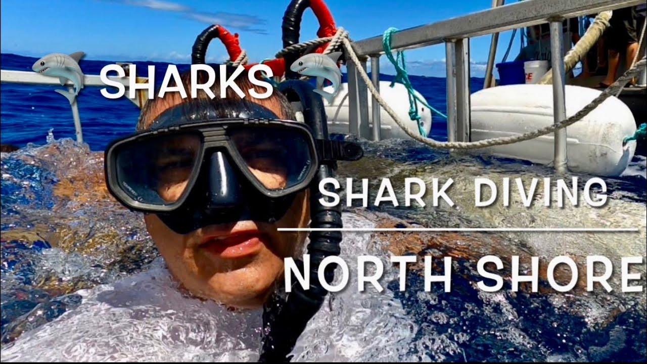 SHARKS Cage attack Dive, North Shore Shark Adventure