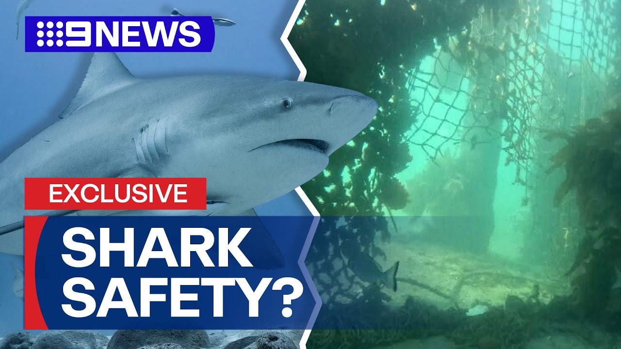 Putting Sydney's swimming spots to the test following string of shark attacks | 9 News Australia