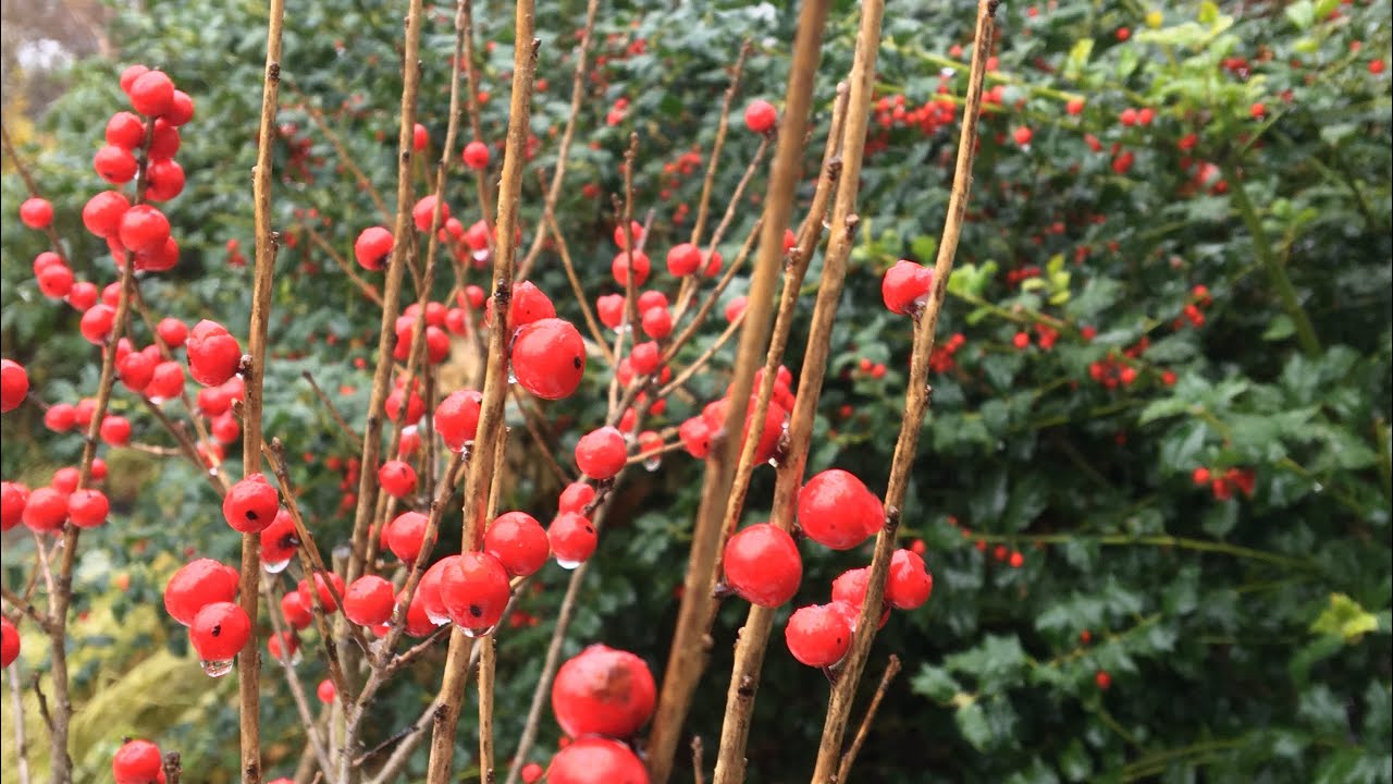 ⛄️ Winter Interest Garden Tour ~ Holly ~ Azaleas ~ Hellebores ~ Y Garden ⛄️