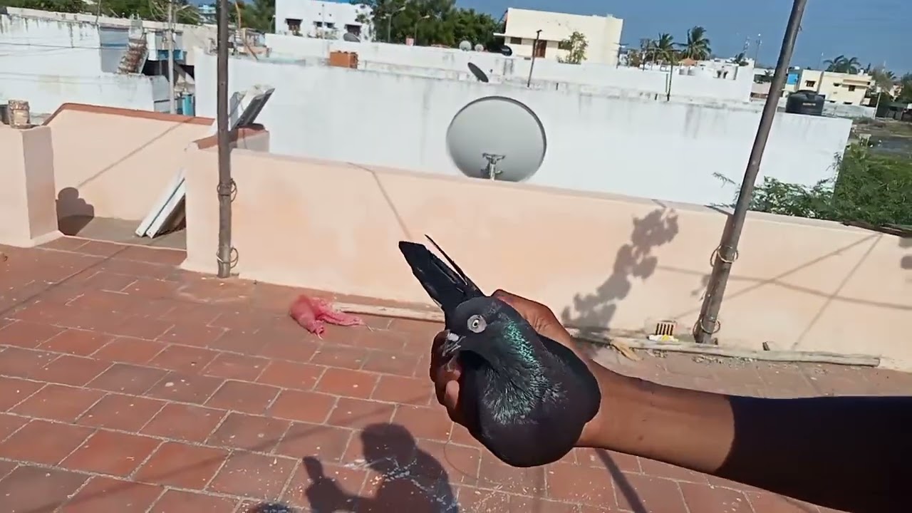 HI FRIENDS.          TODAY UPDATE.     PIGEON FLYING VIDEO.   🕊️🕊️🕊️🕊️🕊️🕊️❤️❤️❤️❤️