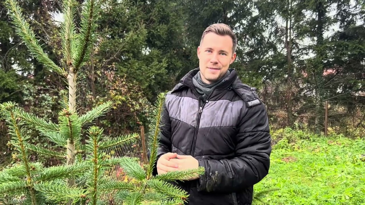Fiatal fenyőfák alakító metszése, a sűrűbb állomány neveléséért 🌲✂️ (eredményekkel szemléltetve)