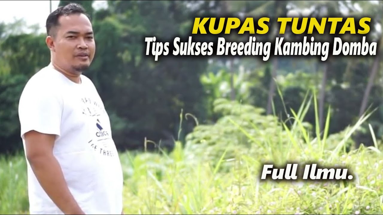 Kupas Tuntas,Tips Sukses persiapan Breeding kambing dan domba