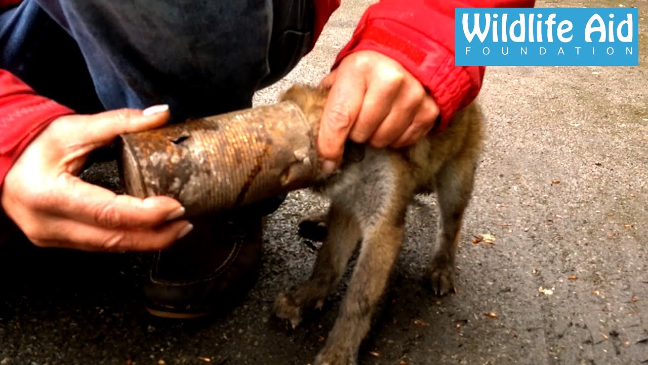 Rescue of a Fox Cub with head stuck in a tin can