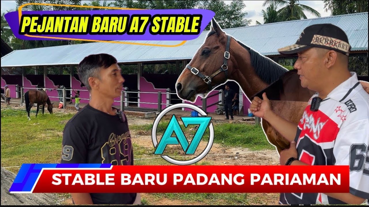 Stable Baru Lansung Gacor. Miliki Kuda Pacu Dan Pejantan Baru Di Padang Pariaman Sumatra Barat 