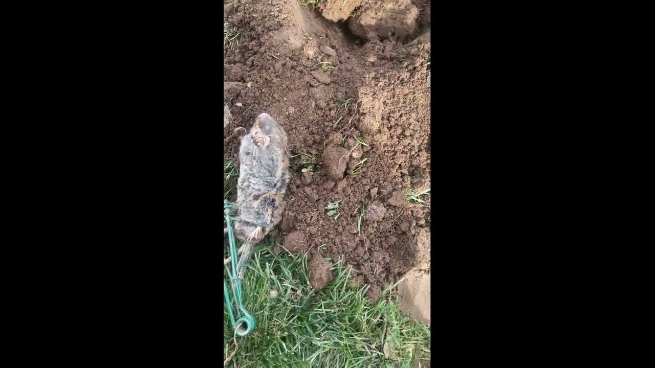 Rodent Capture Update