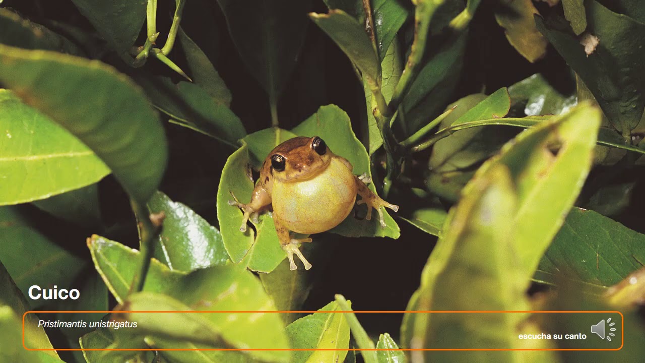 Los cantos de las ranas de Quito