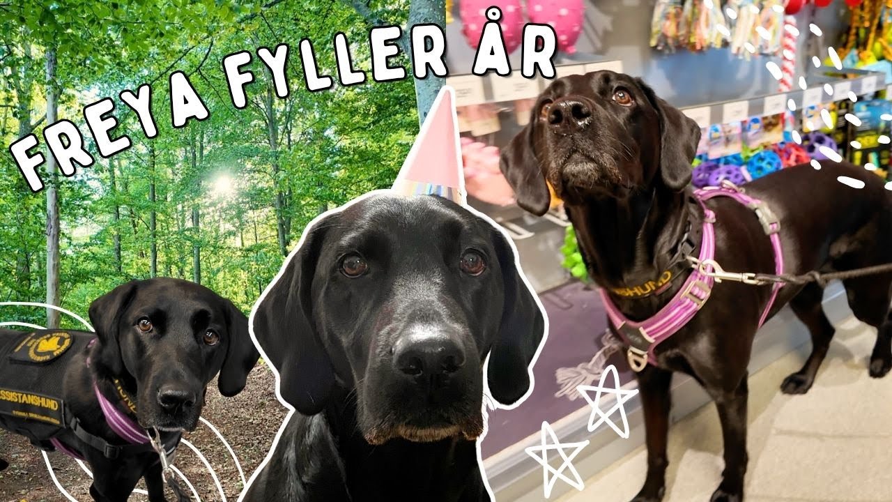 Freyas födelsedag! 🐾 Så här firade vi min assistanshund