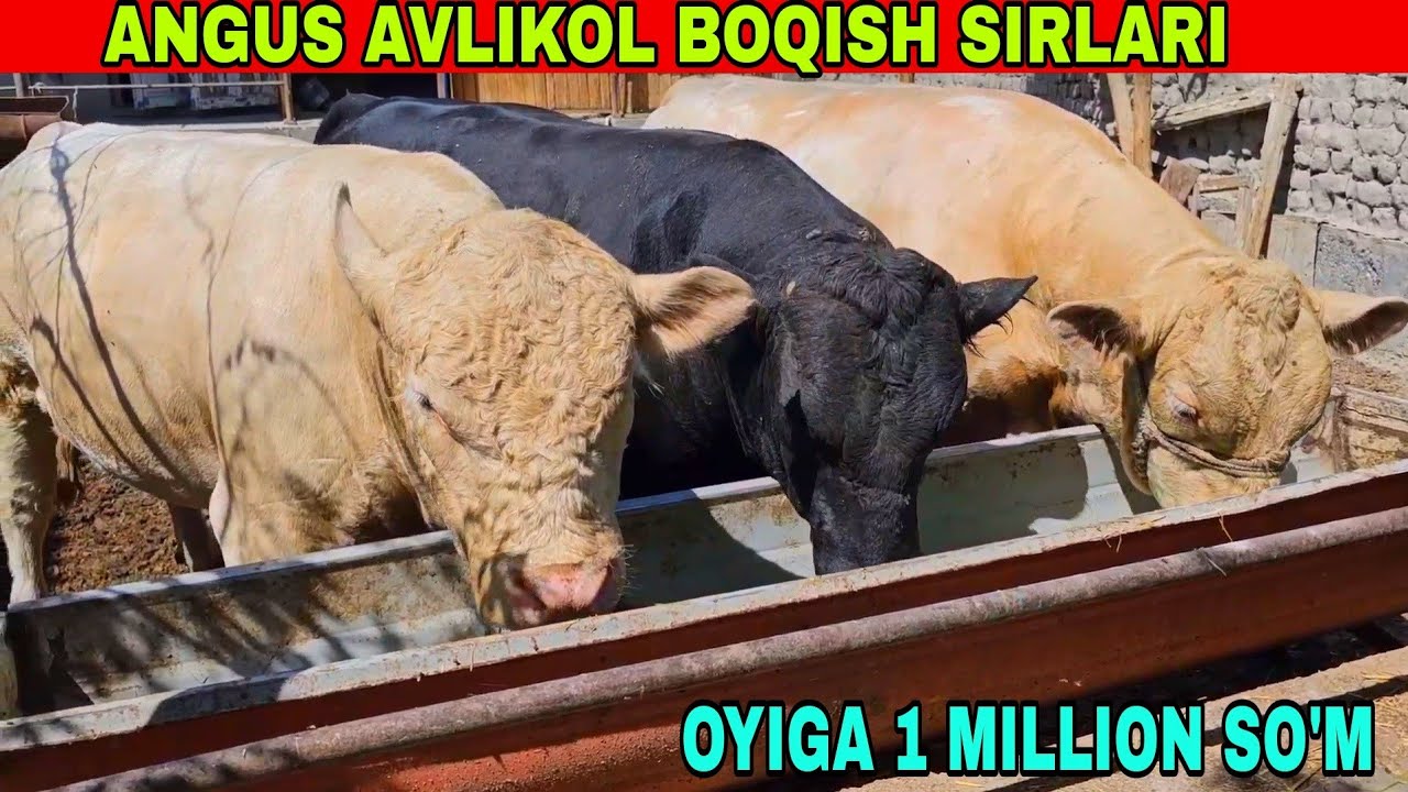 UY SHAROITIDA ANGUS AVLIKOL ZODLI MOLLARINI BOQISH SIRLARI