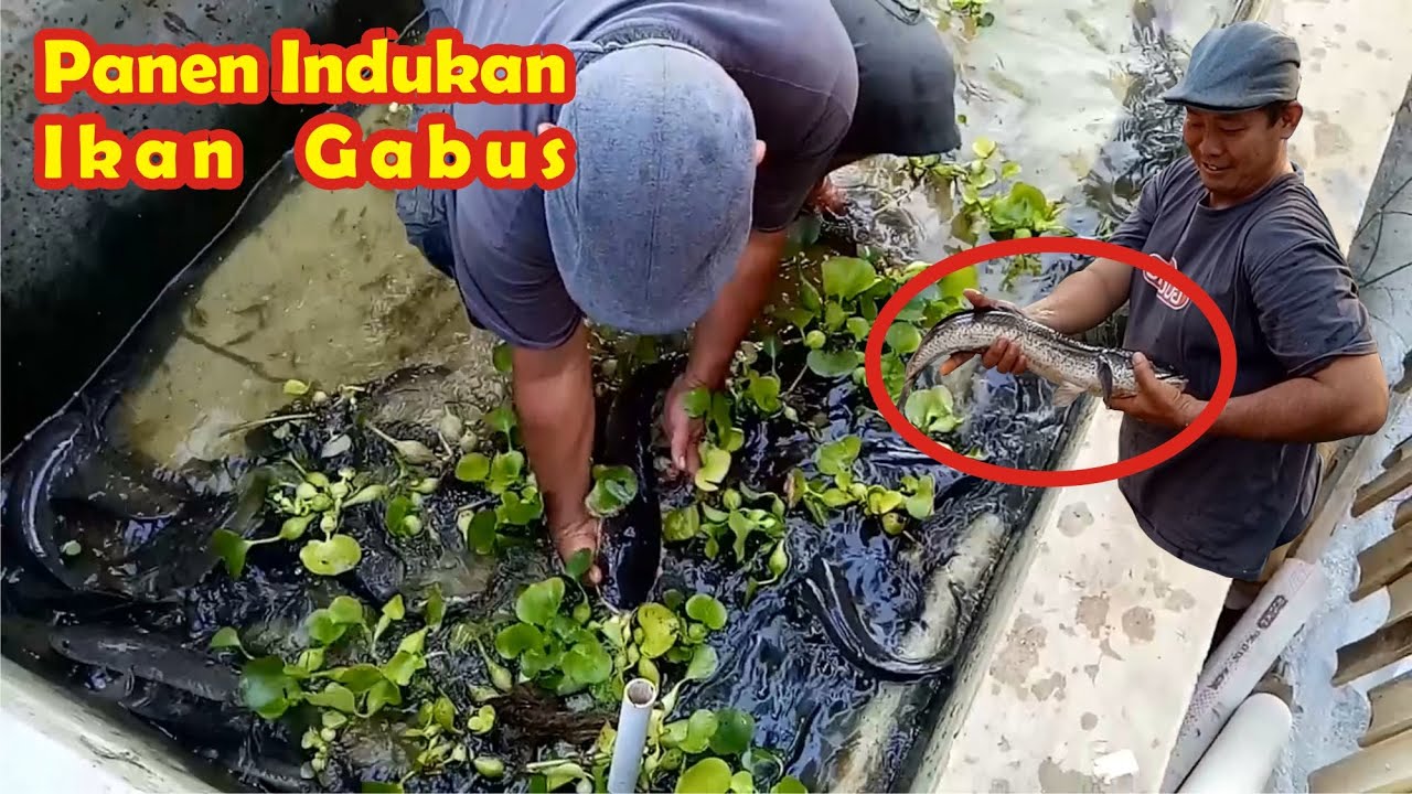 Panen Indukan Ikan Gabus | Untuk Pemijahan Ikan Gabus