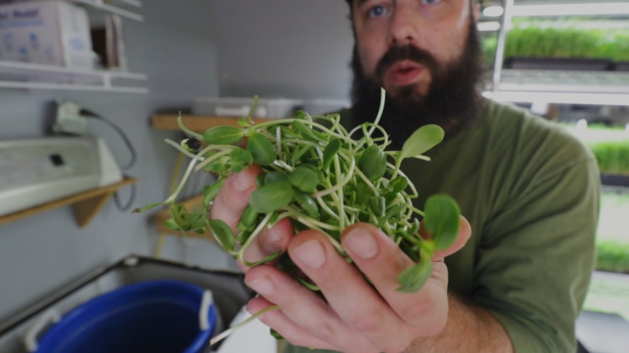 How to Wash Sunflower Shoots