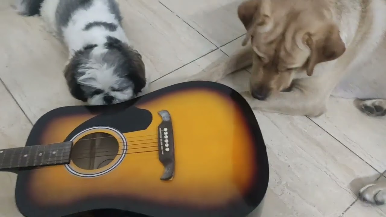 Shiro & Milo Funny Conversation