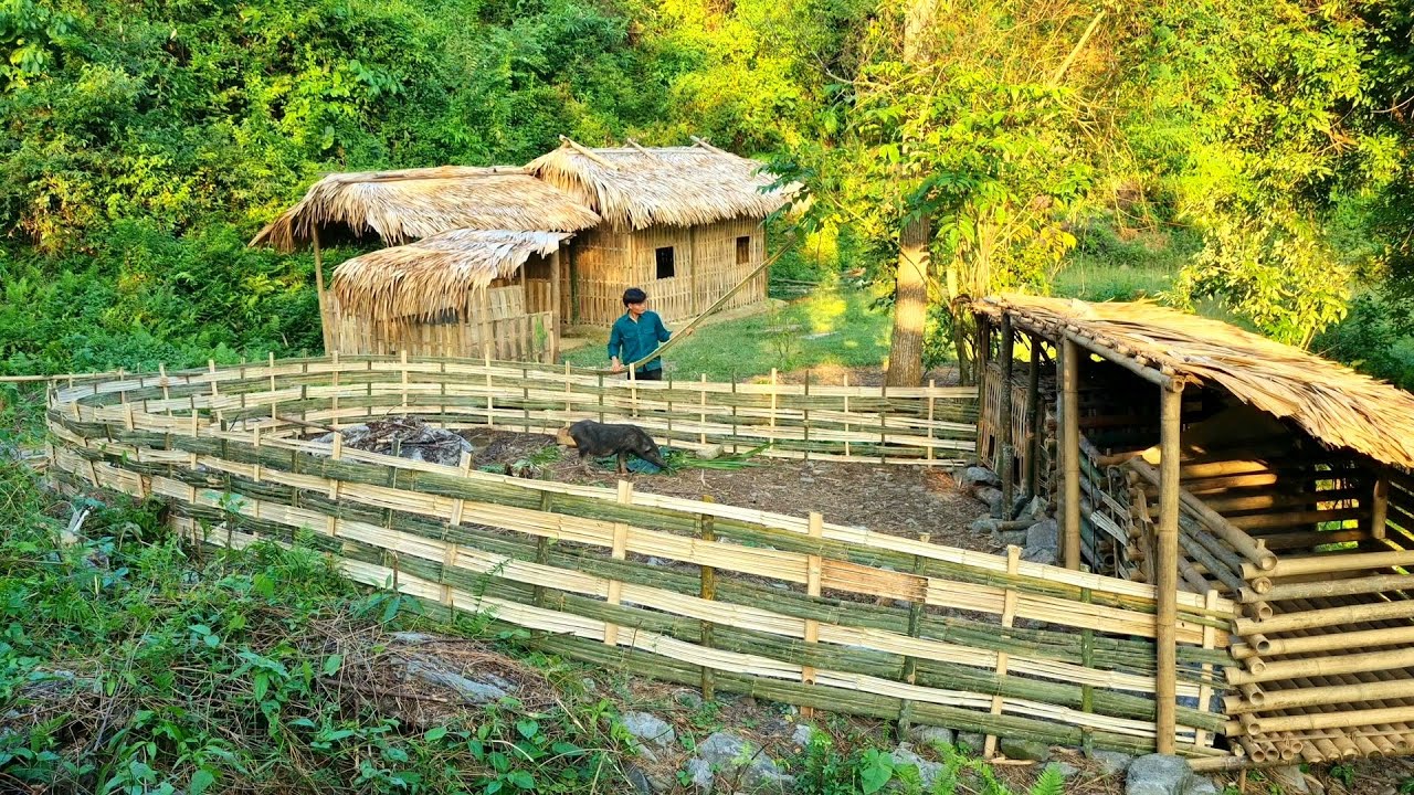 How to building a bamboo fence for pigs 2022, Farm life - Ep. 34 | Forest life