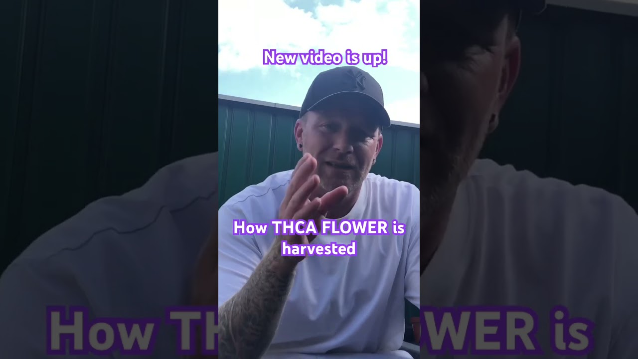 How THCA FLOWER is MADE/HARVESTED&hellip;..! #entourage #backpainrelief #thca #flower #hemp #information
