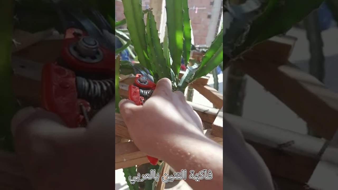 فيديو تطبيقي لعملية تقليم نبتة فاكهة التنين مع طريقة جديدة لتشجيع إطلاق نموات جديدة و تشكيل المظلة.