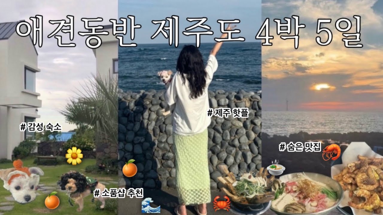 제주 애견동반 여행🍊ㅣ제주 동쪽부터 서쪽까지ㅣ제주 숨은 맛집ㅣ제주 소품샵 추천ㅣ애견동반 여행지 추천ㅣ제주 여행 꿀팁 모음 zip 