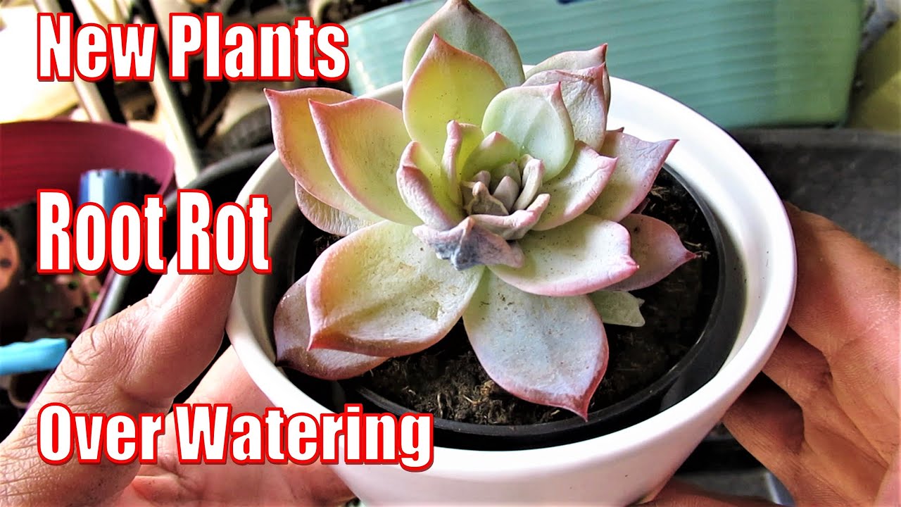 WHY REPOT NEW SUCCULENTS