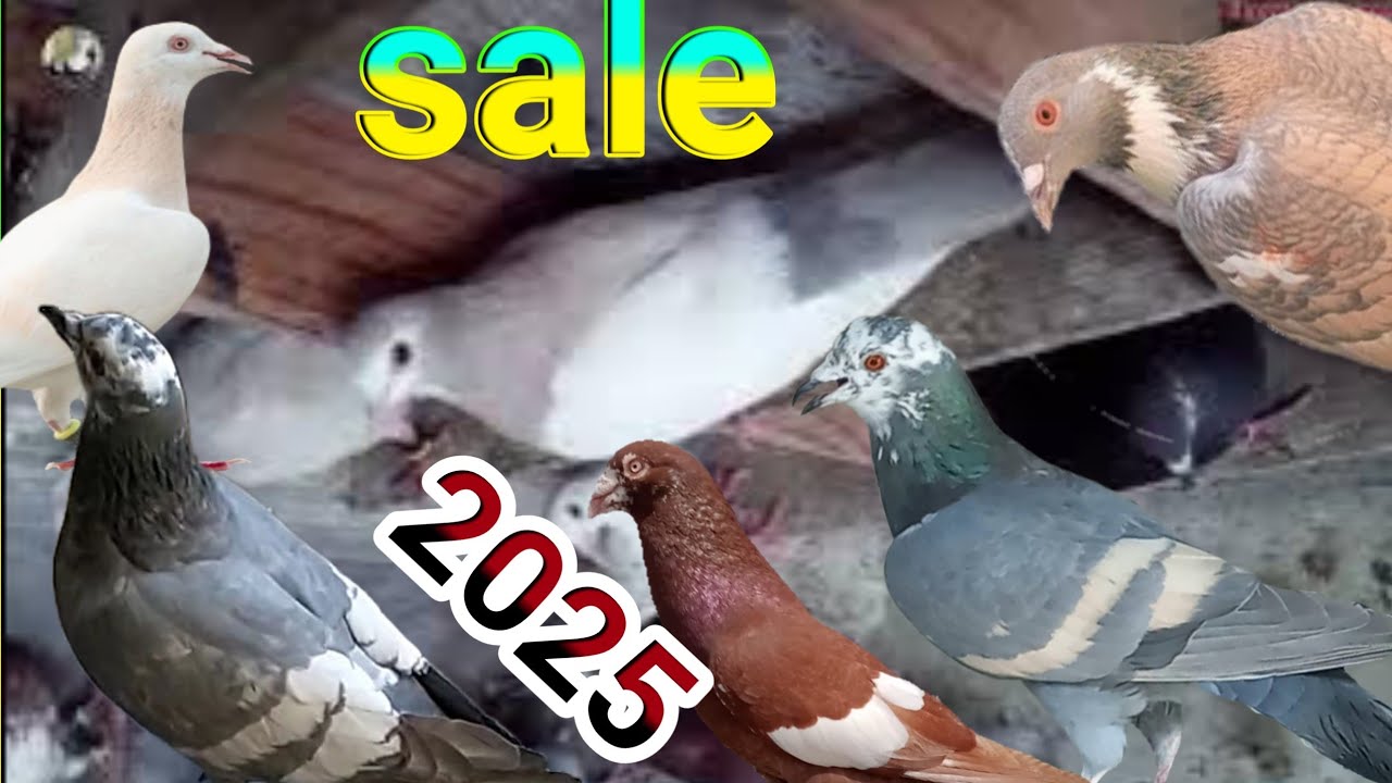 gola kabutar sale new video 2025 Delhi l सेल उड़ती लड़ती शानदार टुकडी for sale pigeon📲 88823 83578