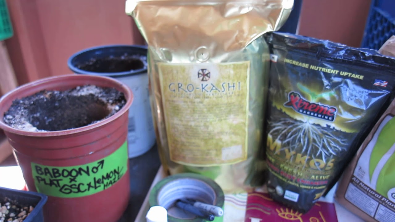 TRANSPLANT CANNABIS WITH  MYKOS , AZOS, GRO KASHI & INSECT FRASS  FROM  THE BIGKUSH GARDEN  33/117