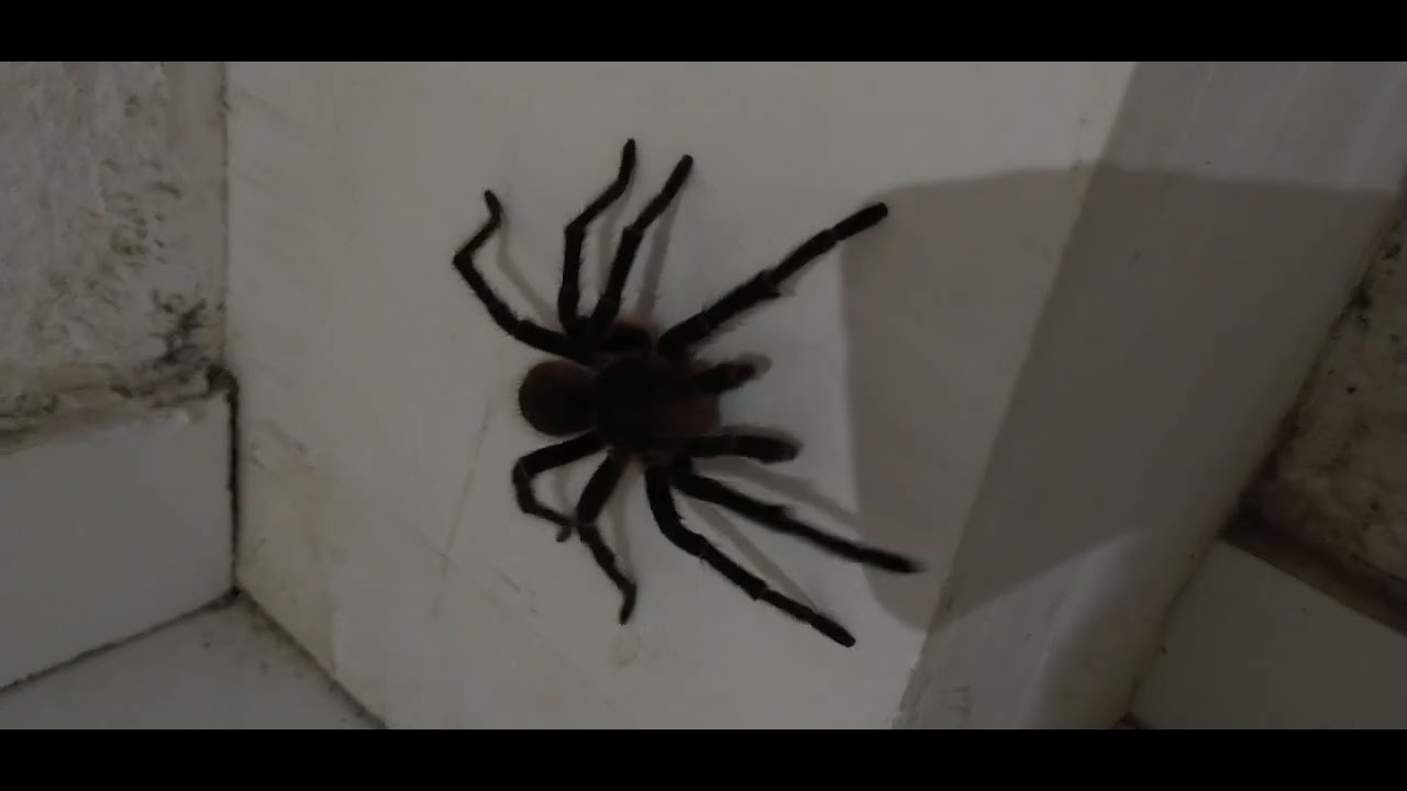 ARANHA 🕷️🕸️🕷️🕸️